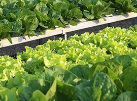 Hydroponic Water Chiller